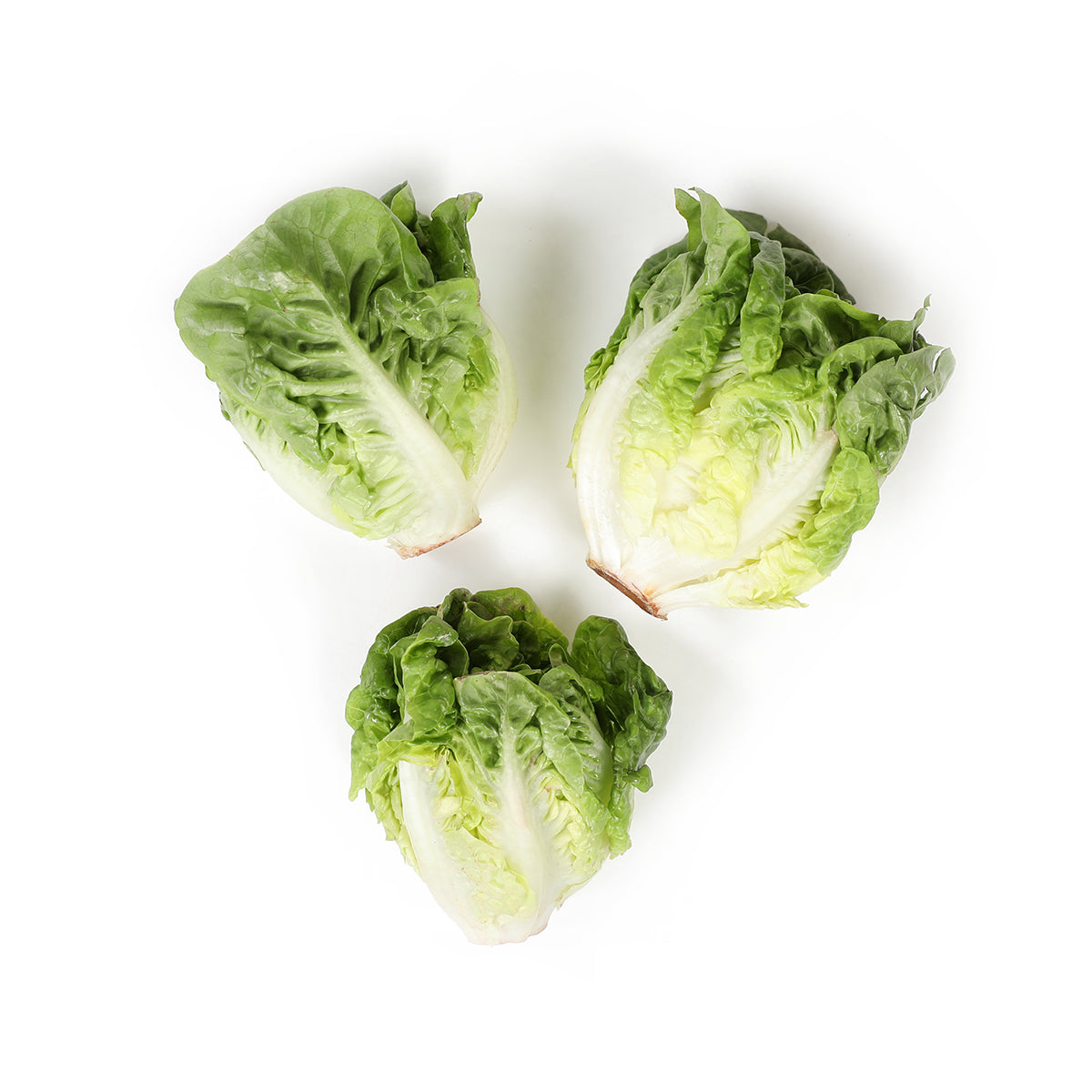 Honey Little Gem Lettuce