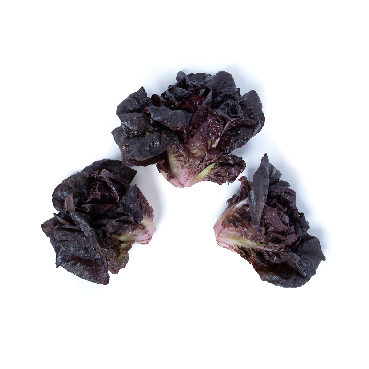 Pink Rhone Little Gem Lettuce