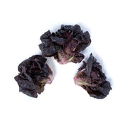 Pink Rhone Little Gem Lettuce