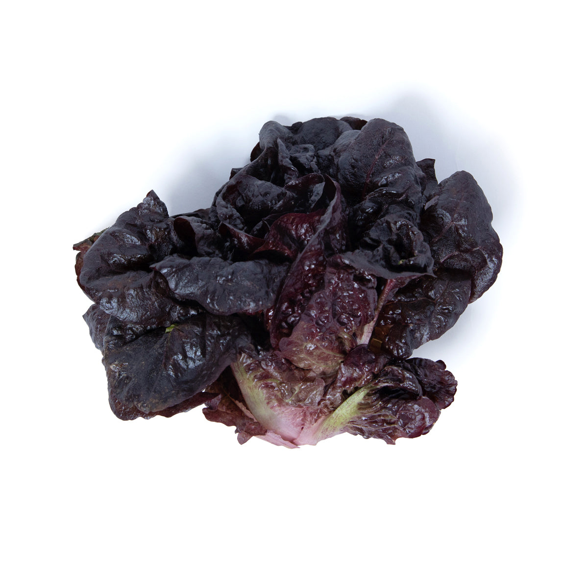 Pink Rhone Little Gem Lettuce