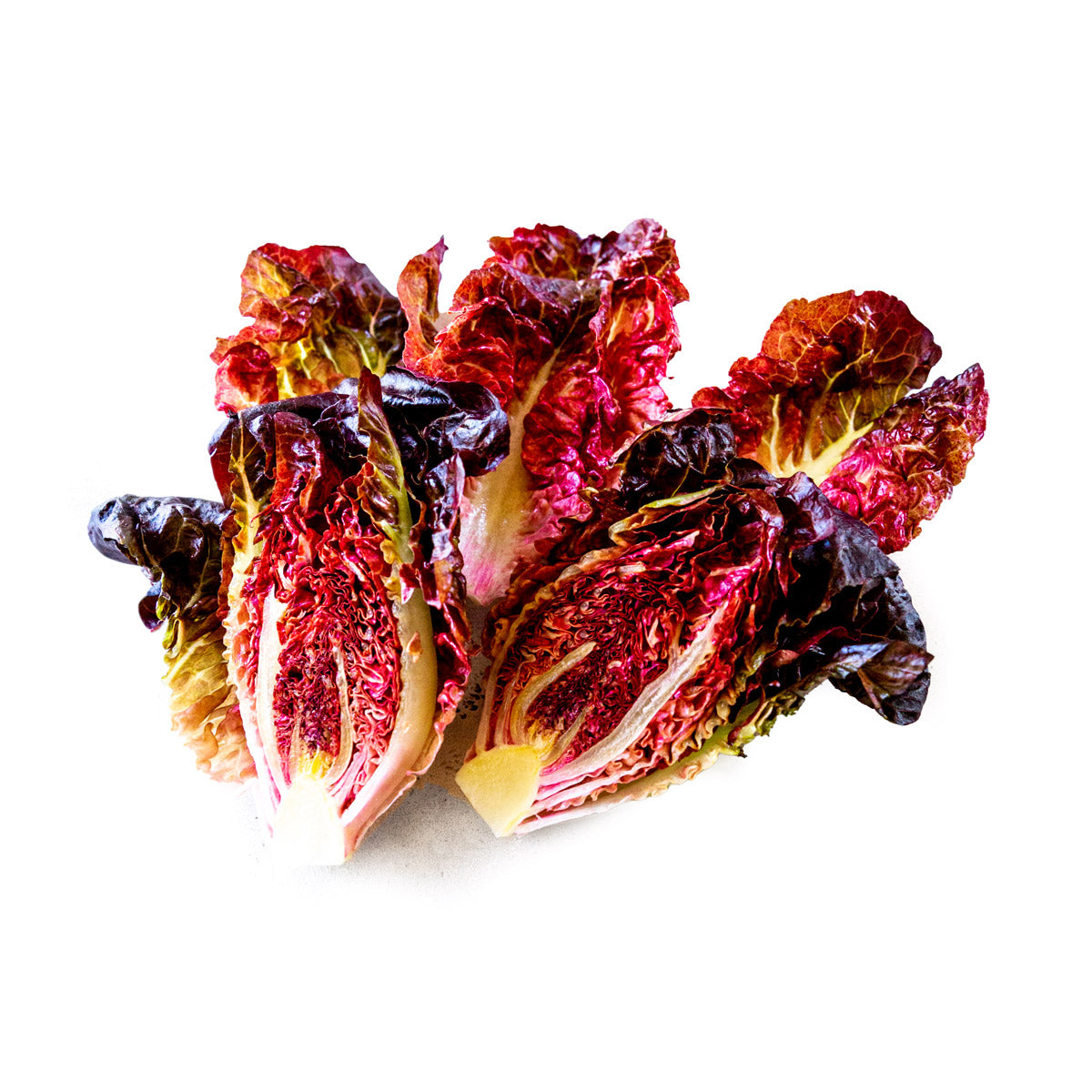 Pink Rhone Little Gem Lettuce