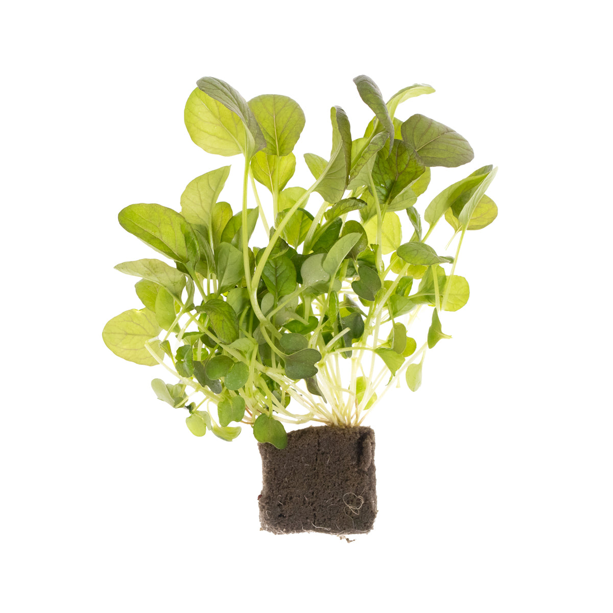 Living Red Tatsoi