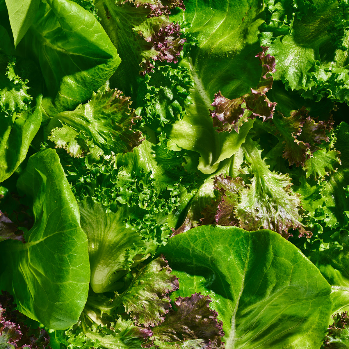 Gourmet Spring Mix