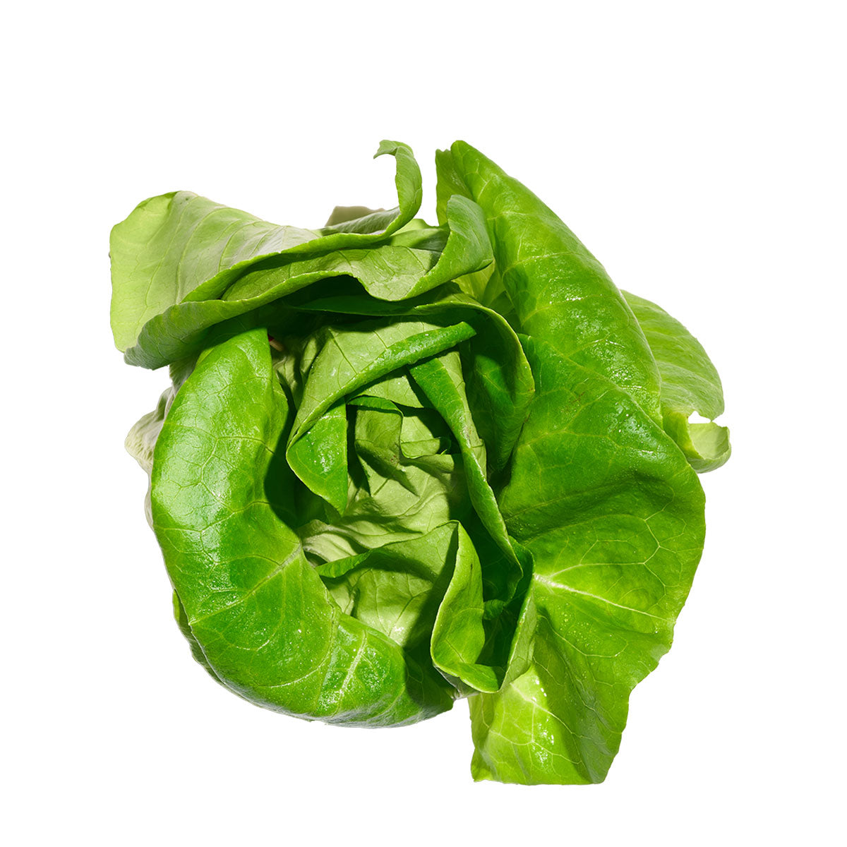 Butterhead Lettuce