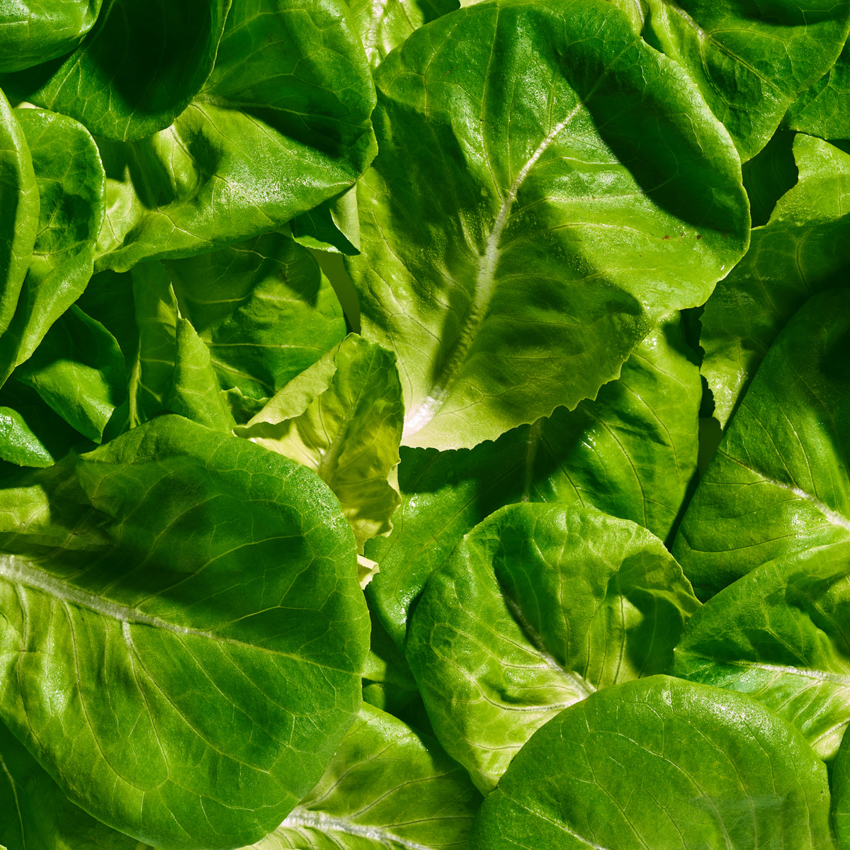 Butterhead Lettuce