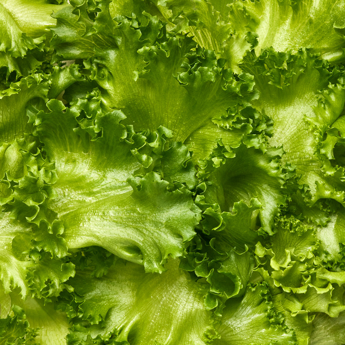 Crispy Green Leaf Lettuce