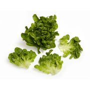 Baby Green Oak Lettuce