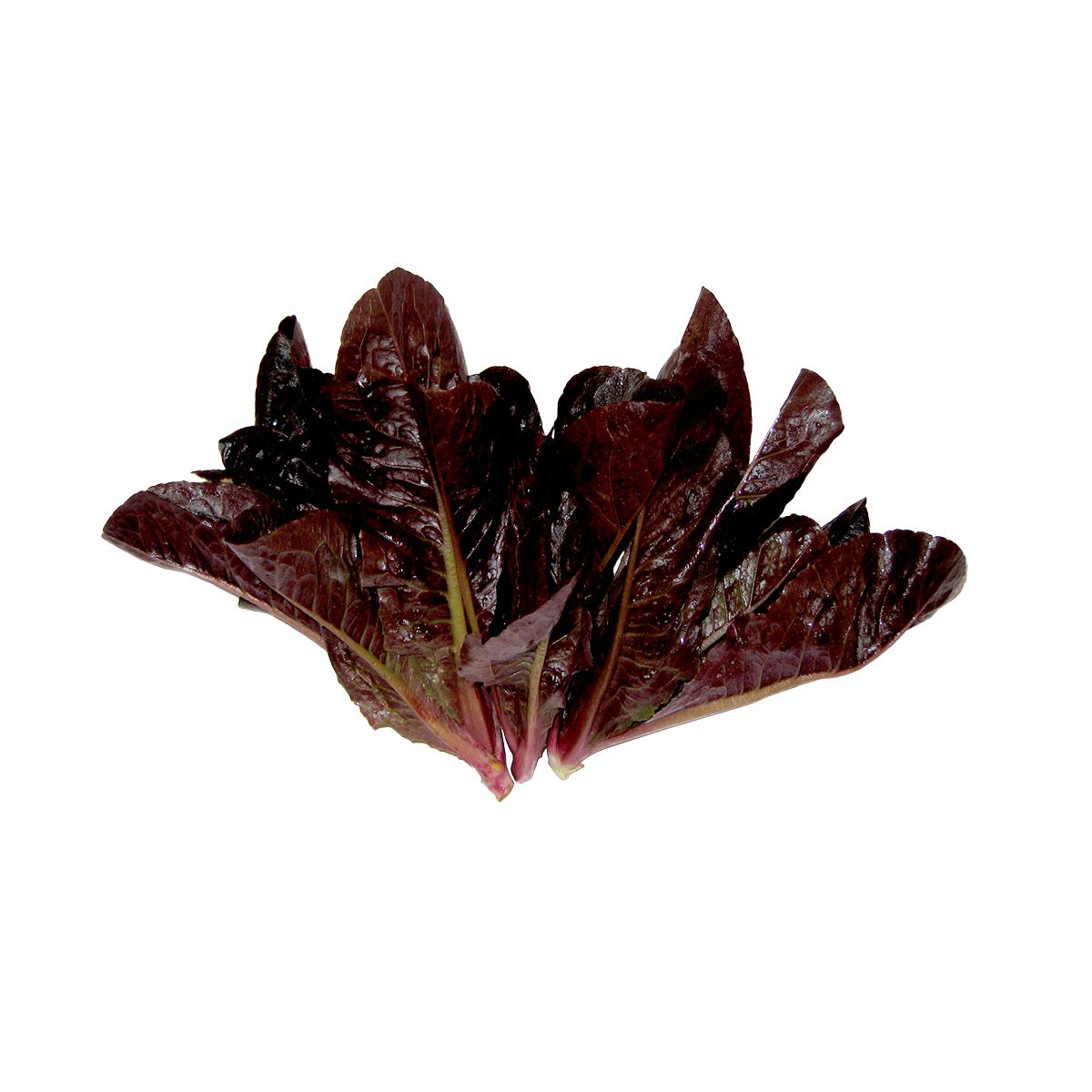 Baby Red Romaine