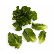 Baby Green Romaine Lettuce