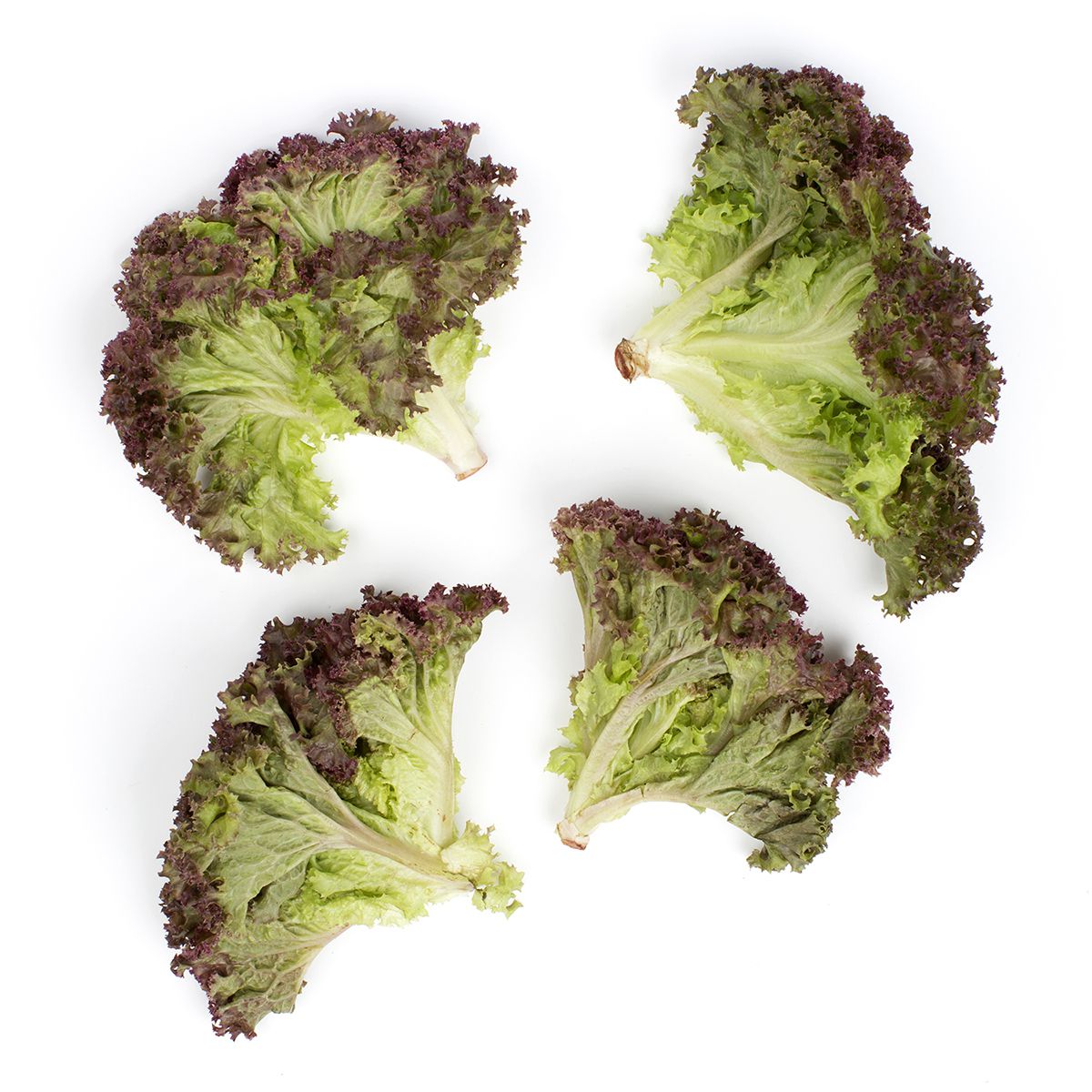 Baby Lolla Rosa Lettuce