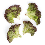 Baby Lolla Rosa Lettuce