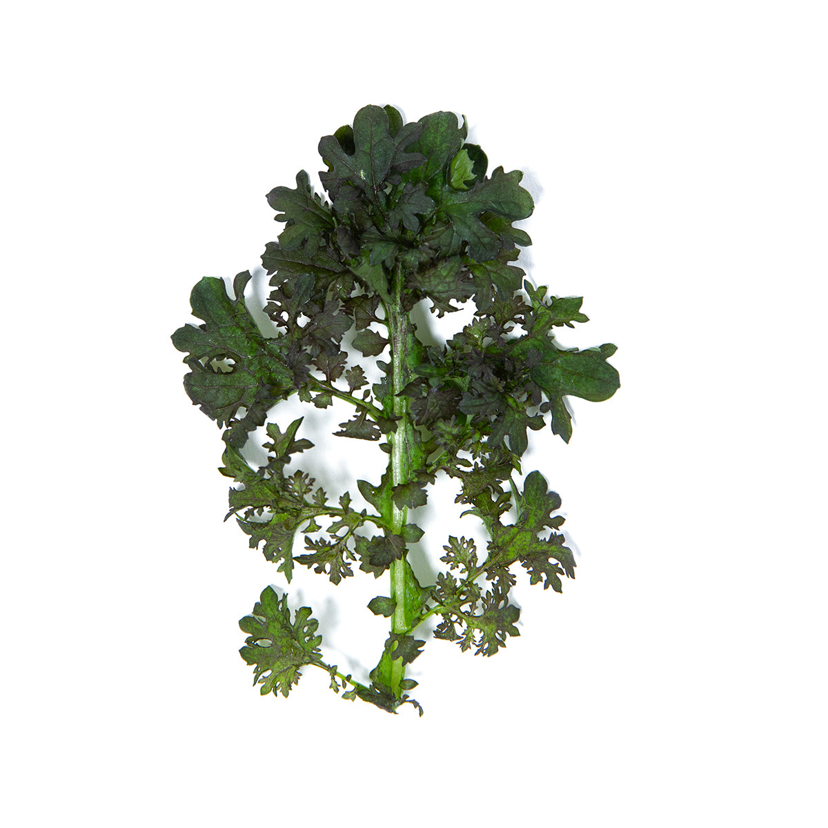 KinderGreens® Red Frill Mustard
