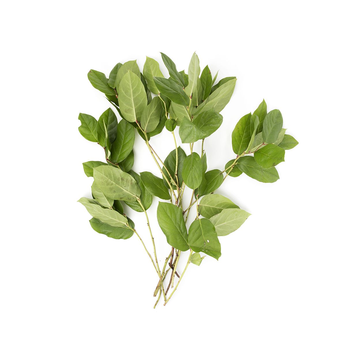 Lemon Leaves