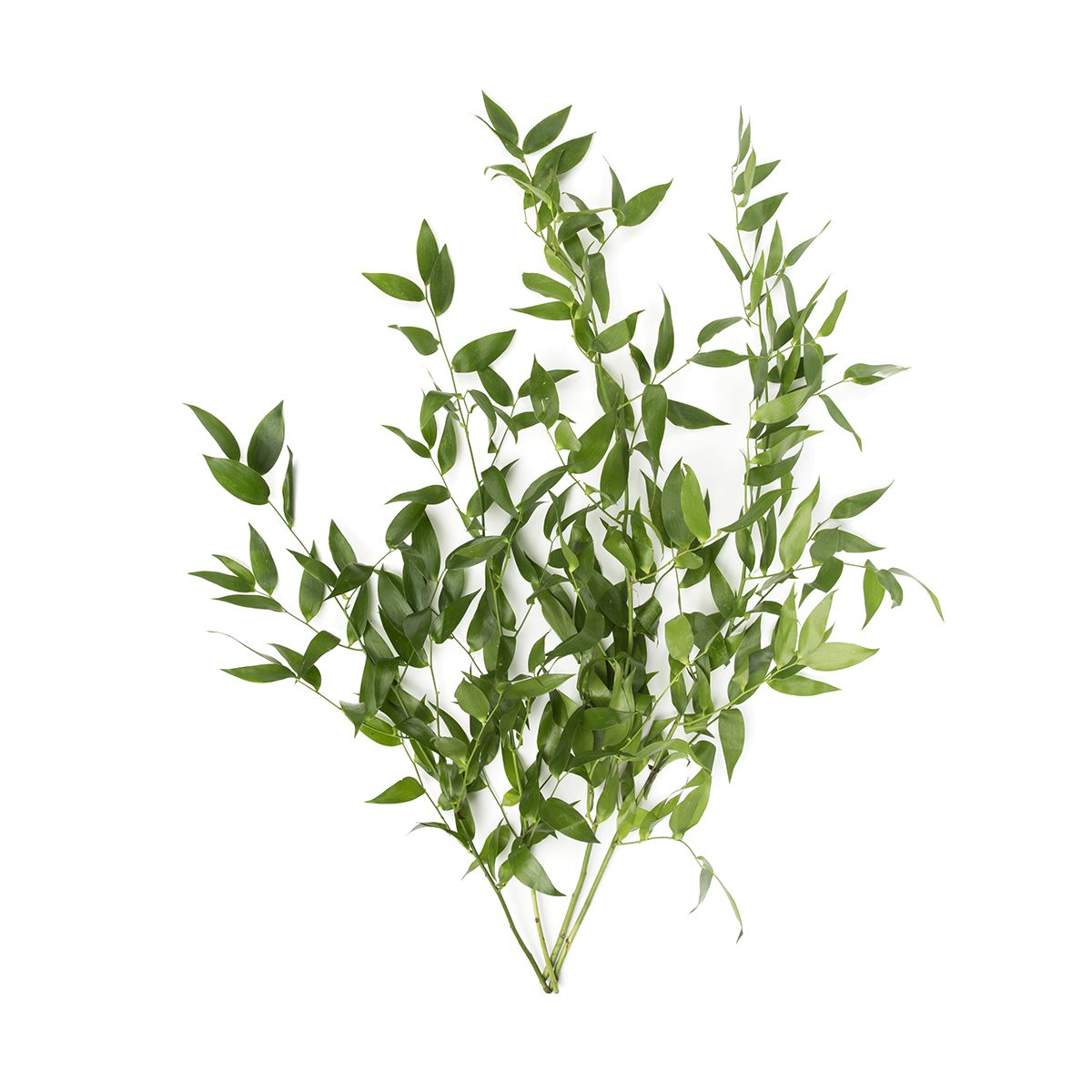 Decorative Ruscus Leaves