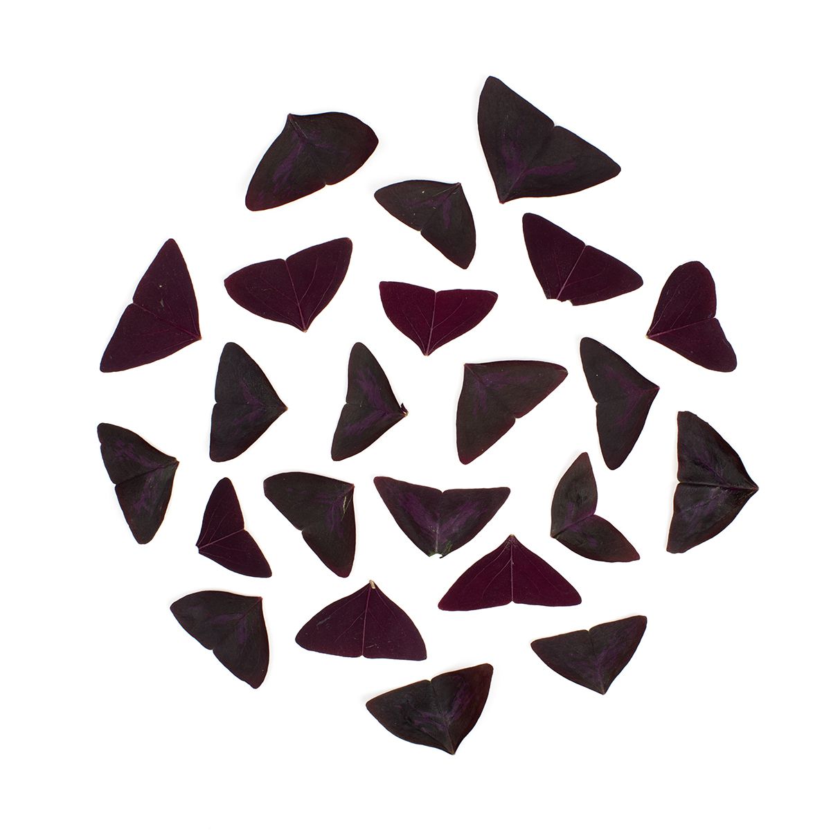 Yka Butterfly Leaves