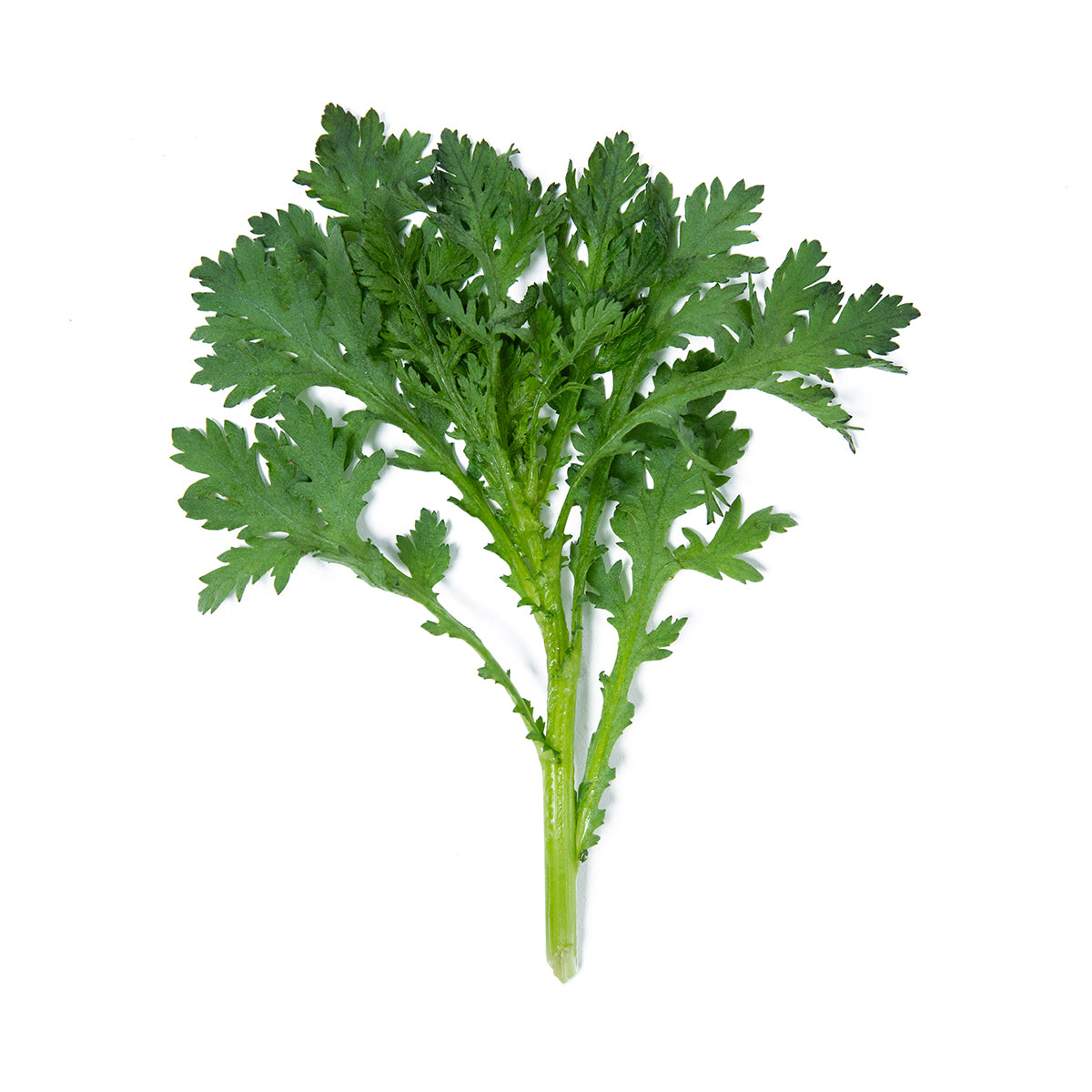 Chrysanthemum Leaf