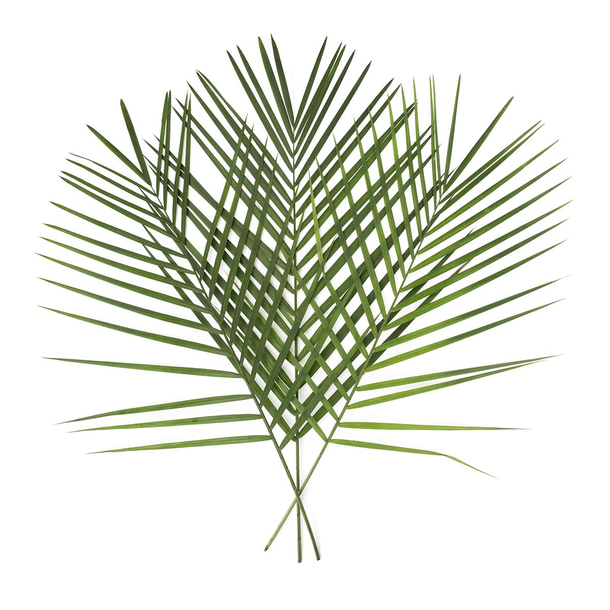 Decorative Tee Pee Leaves