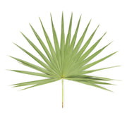Palm Leaves