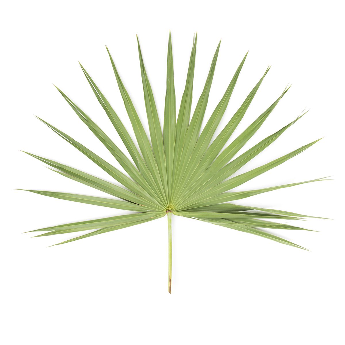 Palm Leaves