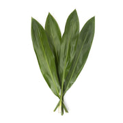 Ti Leaves