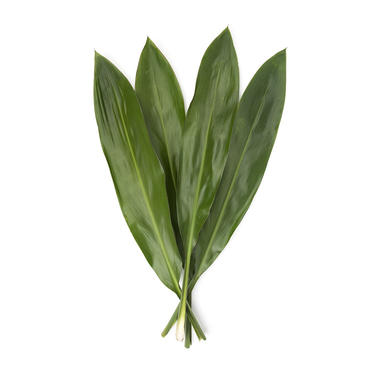 Ti Leaves