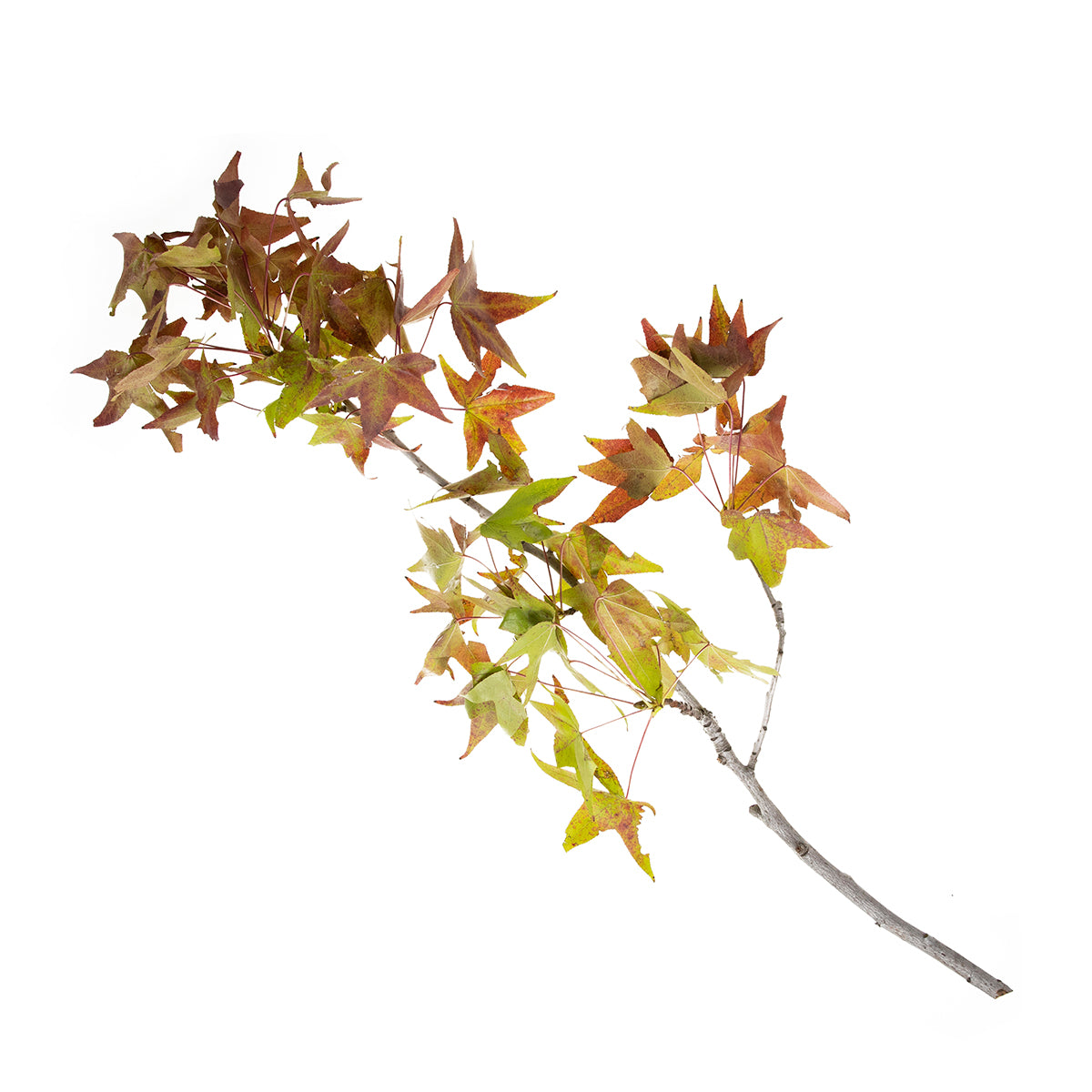 Fall Leaves
