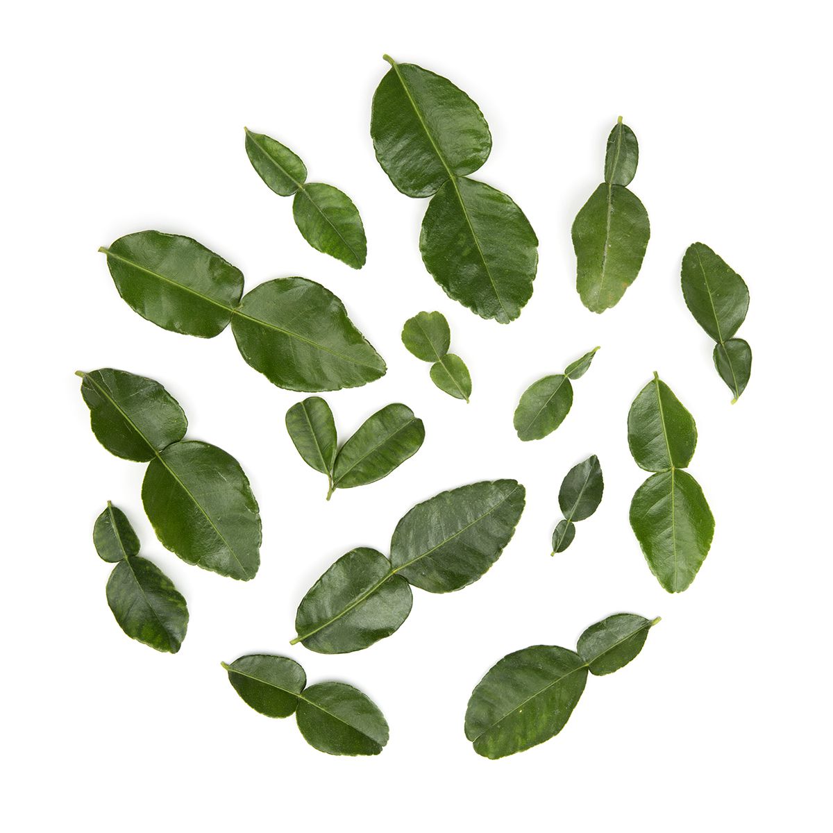 Makrut Lime Leaves