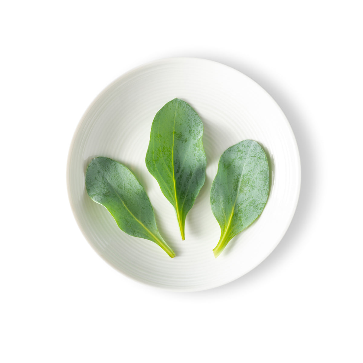 Oyster Leaves
