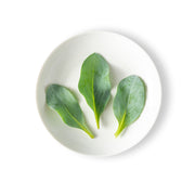Oyster Leaves
