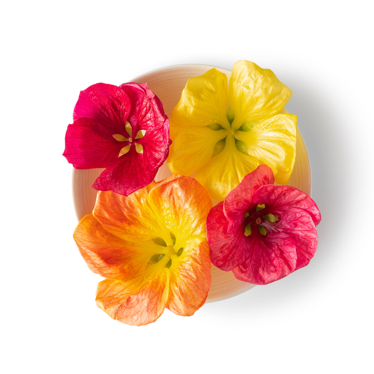 Hibiscus Flowers