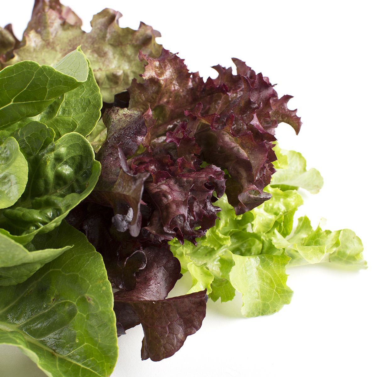 Mesclun / Spring Mix