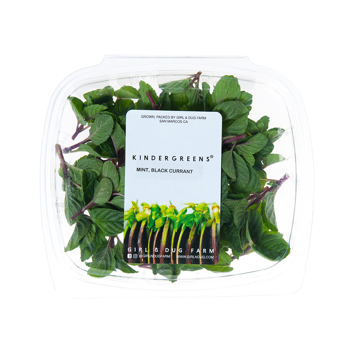Black Currant Mint