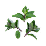 Chocolate Mint