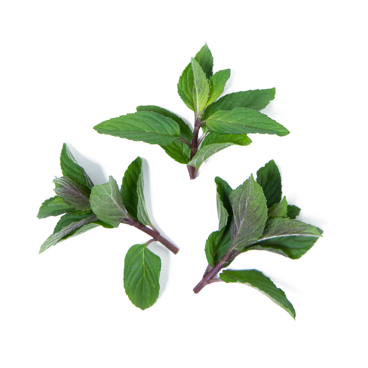 Chocolate Mint