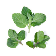 Grapefruit Mint