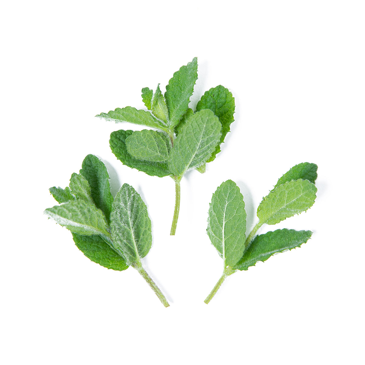 Pineapple Mint