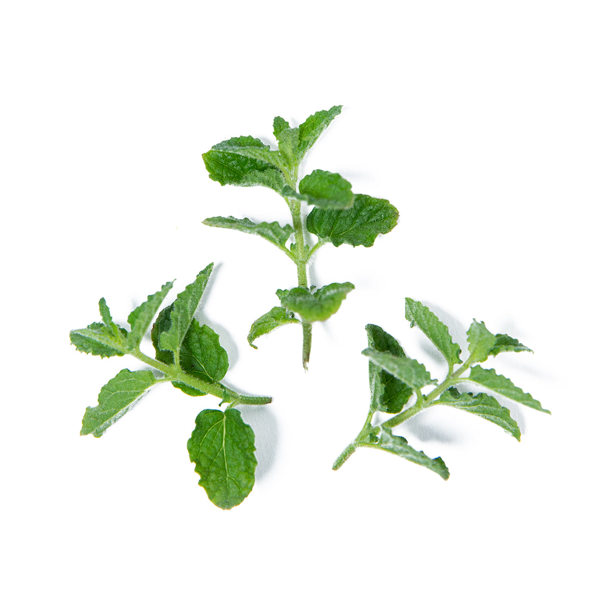 Strawberry Mint