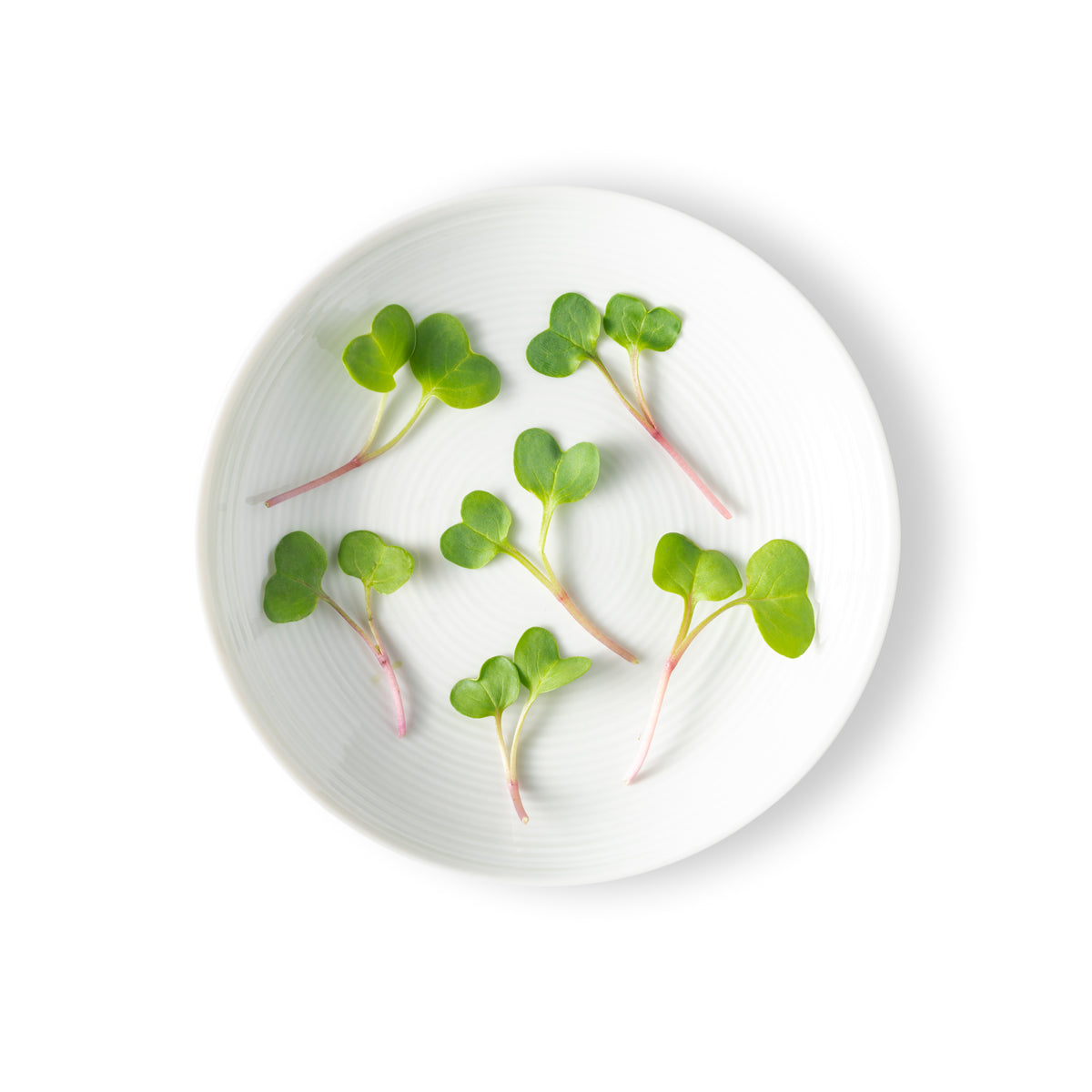 Micro Daikon Radish