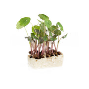 Zorri Living Cress