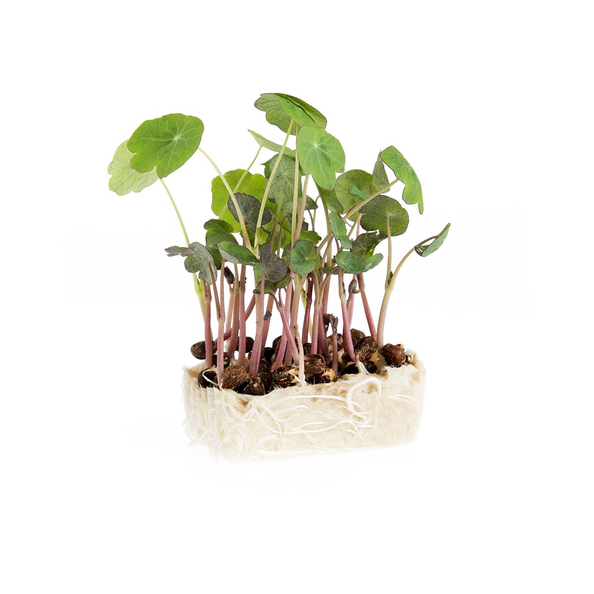 Zorri Living Cress