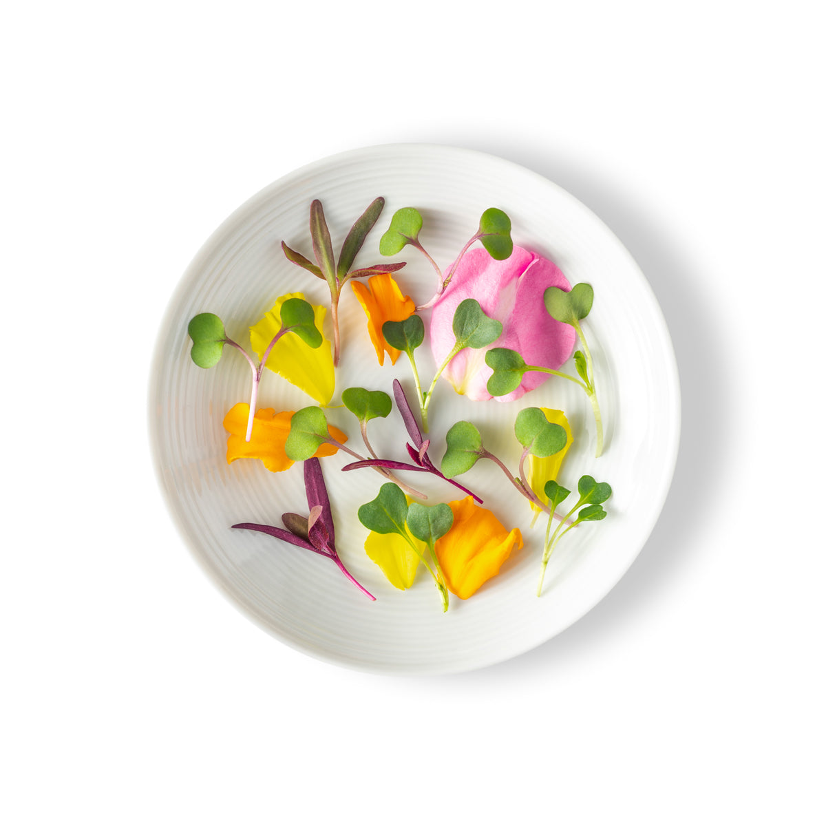 Micro Chef Blend