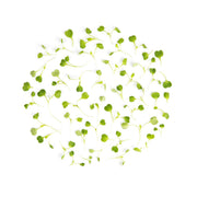 Micro Arugula