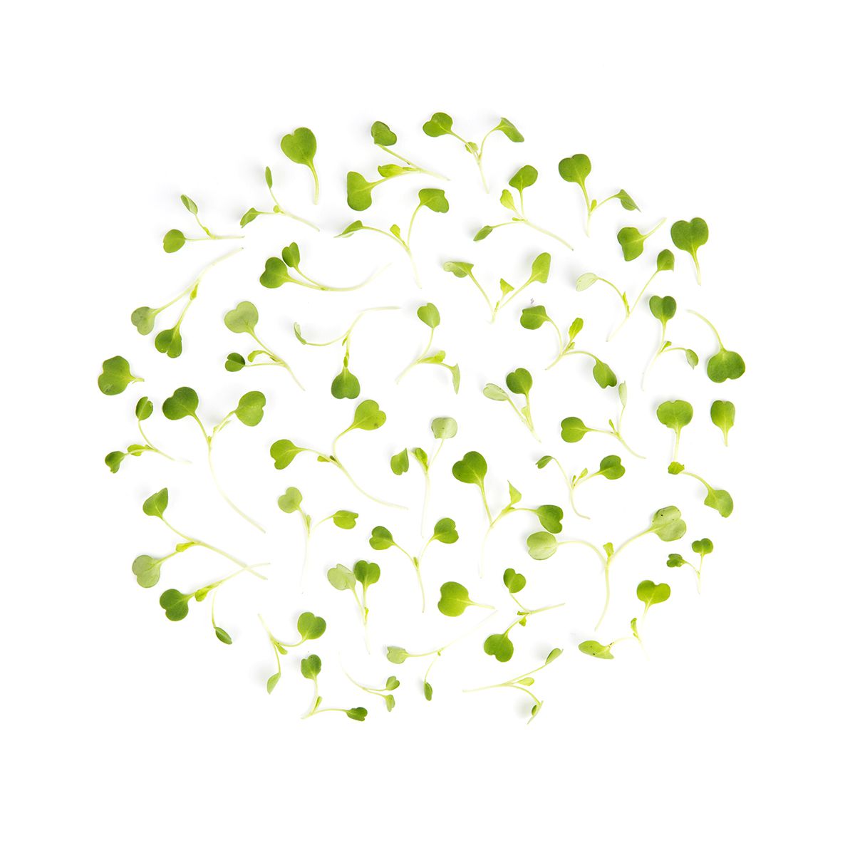 Micro Arugula