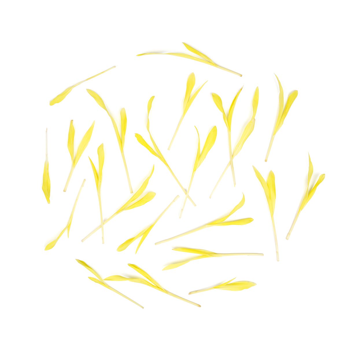 Popcorn Shoots
