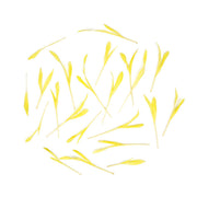 Popcorn Shoots