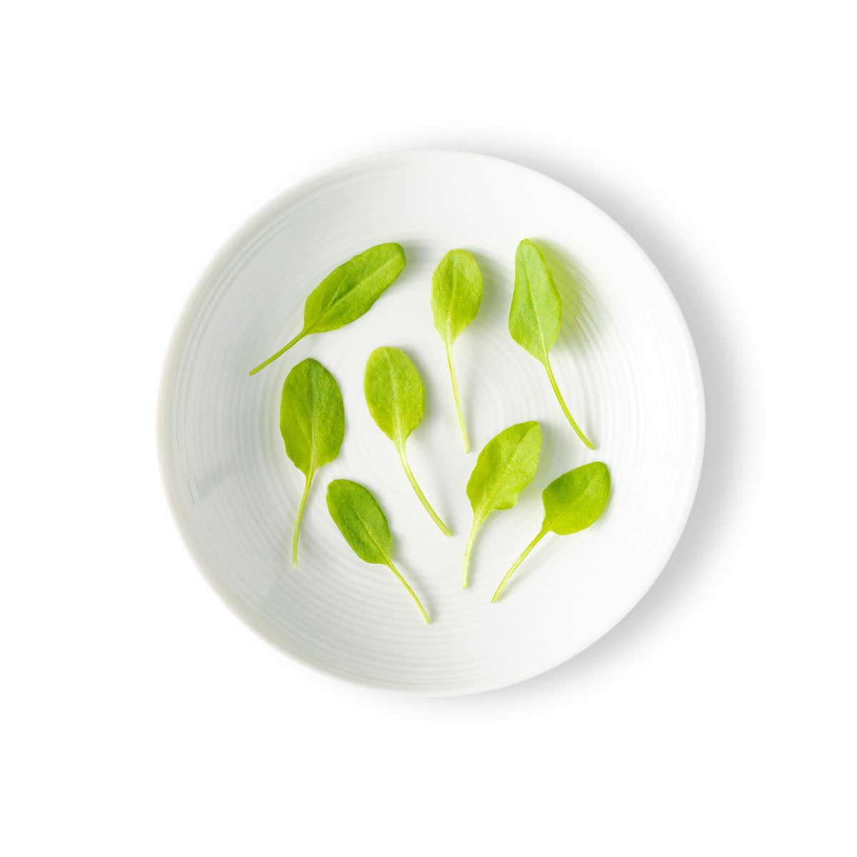 Micro Sorrel
