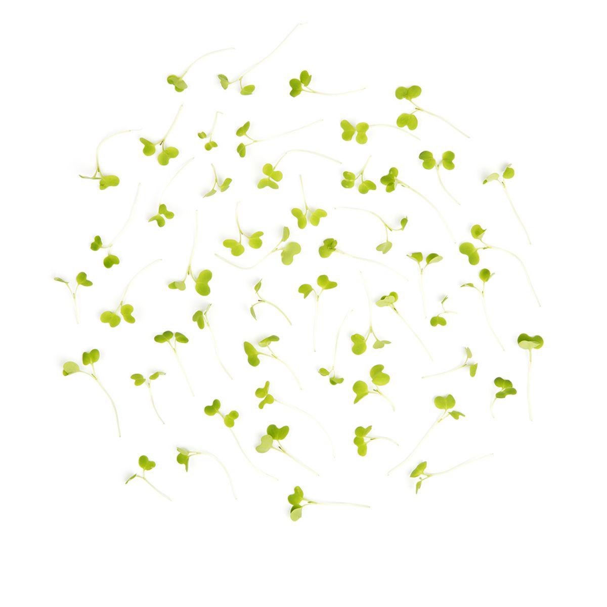 Micro Wasabi