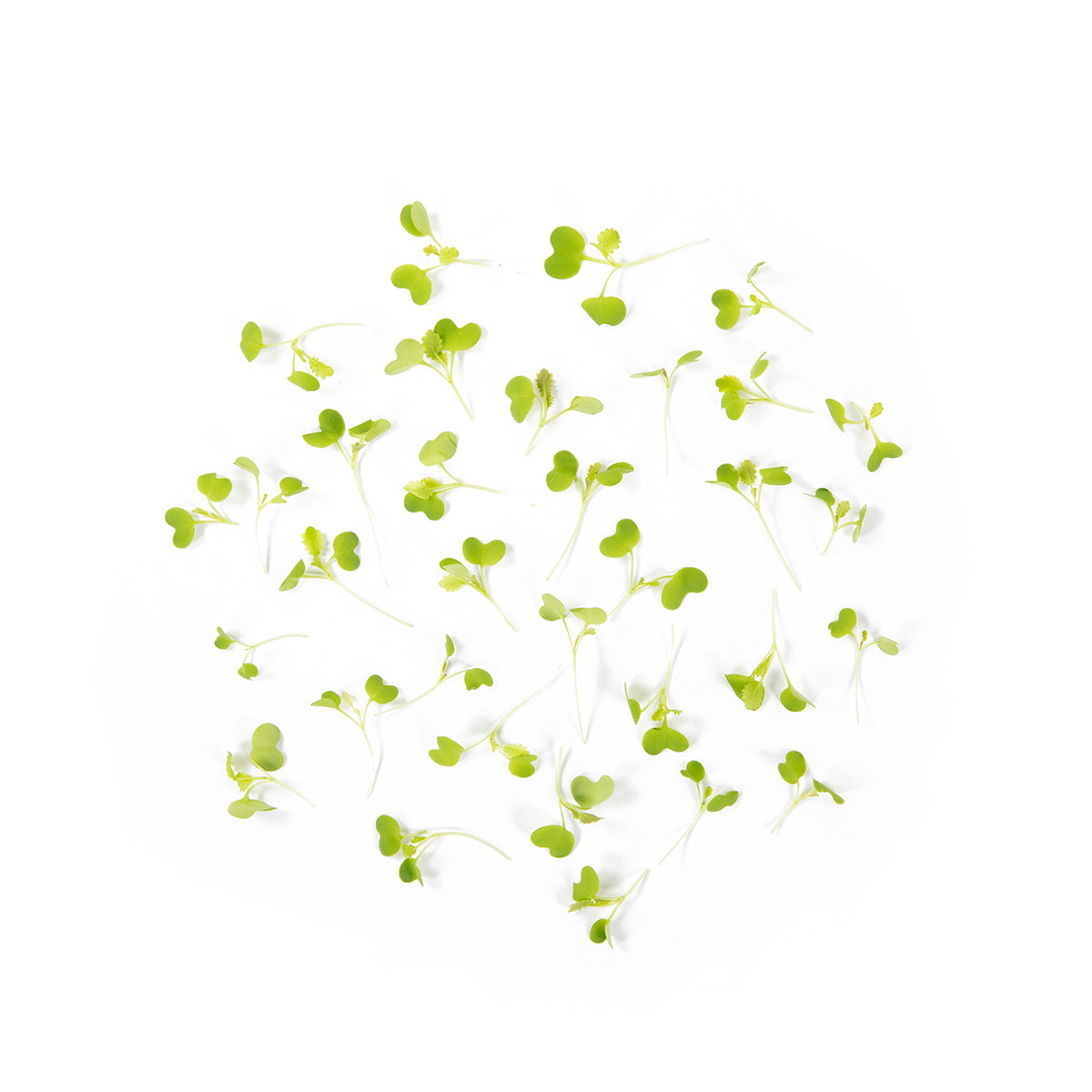 Micro Wasabi
