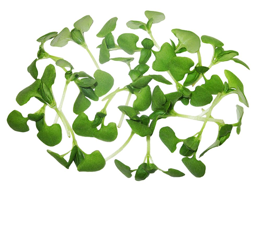 Micro Italian Basil