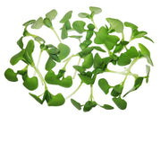 Micro Italian Basil